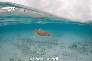 "Turtle Youth"
A very small Green Sea Turtle swimming an... by Chase Darnell 